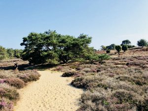 Drouwenerzand natuurgebied