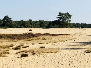 Drouwenerzand zandverstuiving