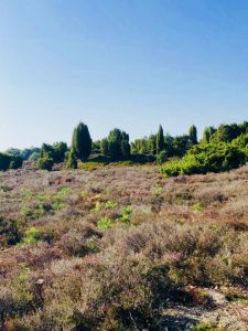 Zandverstuiving met heide in Drouwenerzand